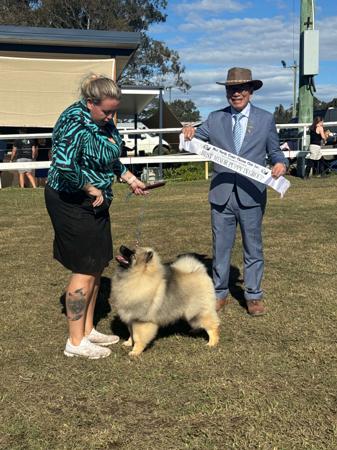 Keeshond for sale by CASPAKEES