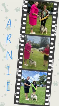 Keeshond for sale by CASPAKEES