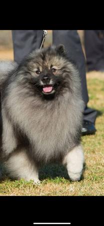 Keeshond for sale by CASPAKEES