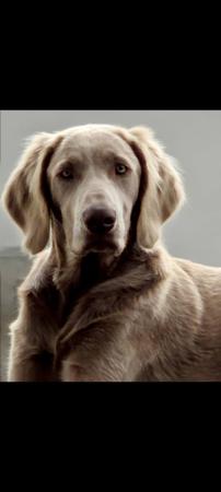 Weimaraner (Long-haired) for sale by WEISNGREY