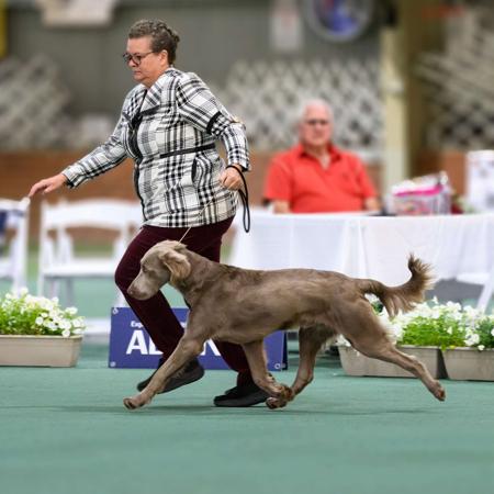 Weimaraner (Long-haired) for sale by ELKE
