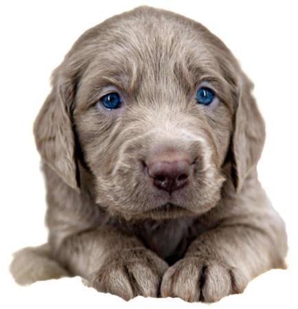 Weimaraner (Long-haired) for sale by WEISNGREY