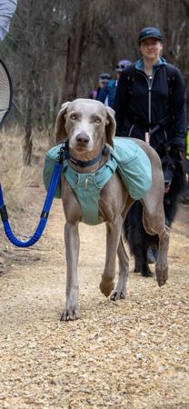 Weimaraner for sale by WEISNGREY