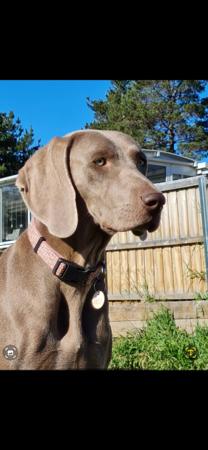 Weimaraner for sale by WEISNGREY