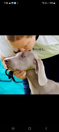 Weimaraner for sale by WEISNGREY
