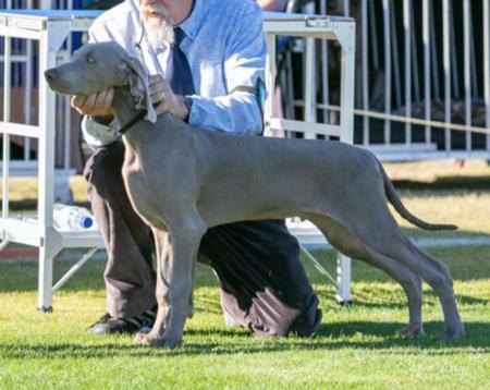 Weimaraner for sale by ELKE