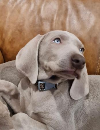 Weimaraner for sale by WEISNGREY