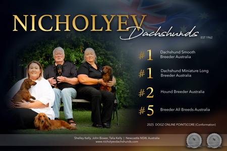 Dachshund (Miniature Long Haired) for sale by NICHOLYEV