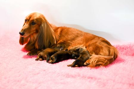 Dachshund (Miniature Long Haired) for sale by NICHOLYEV
