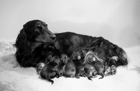 Dachshund (Miniature Long Haired) for sale by NICHOLYEV