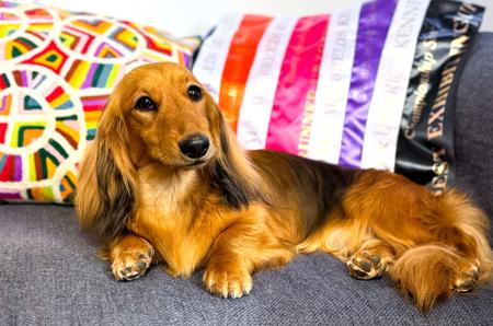 Dachshund (Miniature Long Haired) for sale by NICHOLYEV