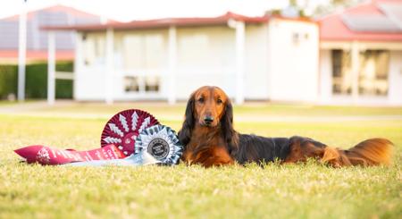 Dachshund (Miniature Long Haired) for sale by NICHOLYEV