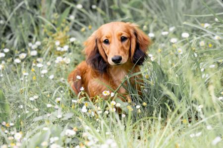 Dachshund (Miniature Long Haired) for sale by NICHOLYEV