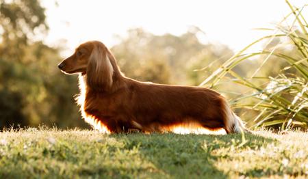 Dachshund (Miniature Long Haired) for sale by NICHOLYEV