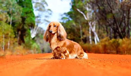 Dachshund (Miniature Long Haired) for sale by NICHOLYEV