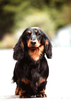 Dachshund (Miniature Long Haired) for sale by NICHOLYEV
