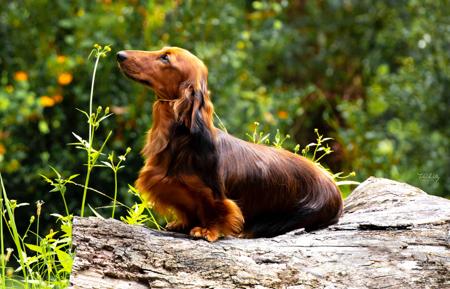 Dachshund (Miniature Long Haired) for sale by NICHOLYEV