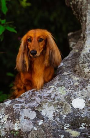Dachshund (Miniature Long Haired) for sale by NICHOLYEV