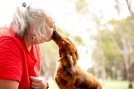Dachshund (Miniature Long Haired) for sale by NICHOLYEV