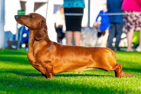 Dachshund (Smooth Haired) for sale by NICHOLYEV