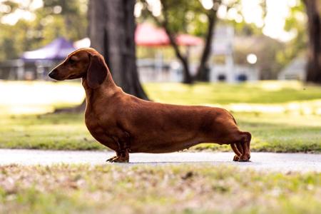 Dachshund (Smooth Haired) for sale by NICHOLYEV