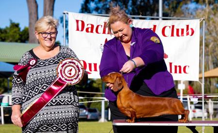 Dachshund (Smooth Haired) for sale by NICHOLYEV
