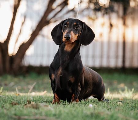 Dachshund (Smooth Haired) for sale by NICHOLYEV