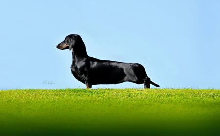 Dachshund (Smooth Haired) for sale by NICHOLYEV