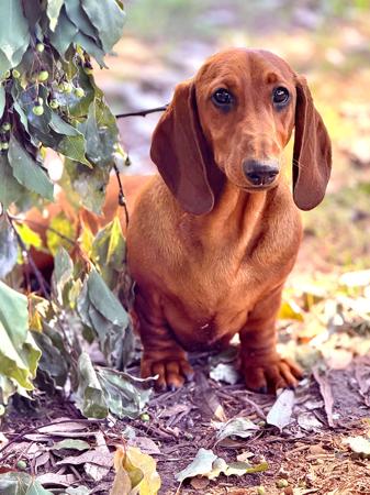 Dachshund (Smooth Haired) for sale by NICHOLYEV