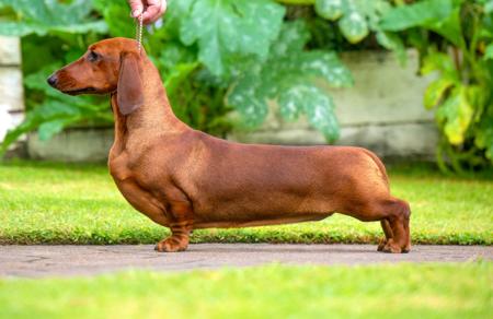 Dachshund (Smooth Haired) for sale by NICHOLYEV