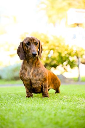 Dachshund (Smooth Haired) for sale by NICHOLYEV