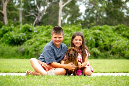 Dachshund (Smooth Haired) for sale by NICHOLYEV