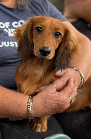 Dachshund (Miniature Long Haired) puppy for sale by NICHOLYEV