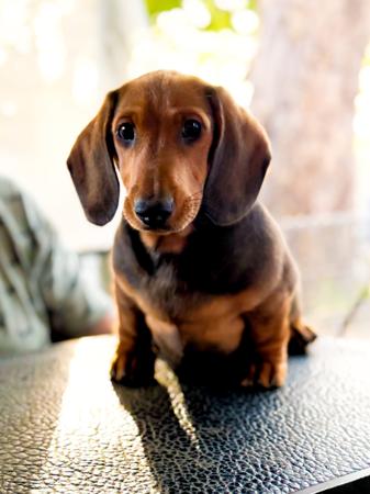 Dachshund (Smooth Haired) puppy for sale by NICHOLYEV