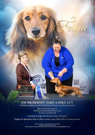Ch. Nicholyev Take A Hike Luv Dachshund (Miniature Long Haired)