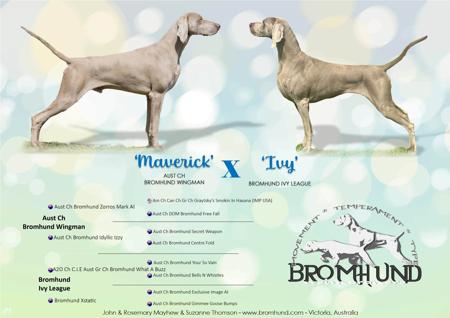 Weimaraner puppy for sale by BROMHUND