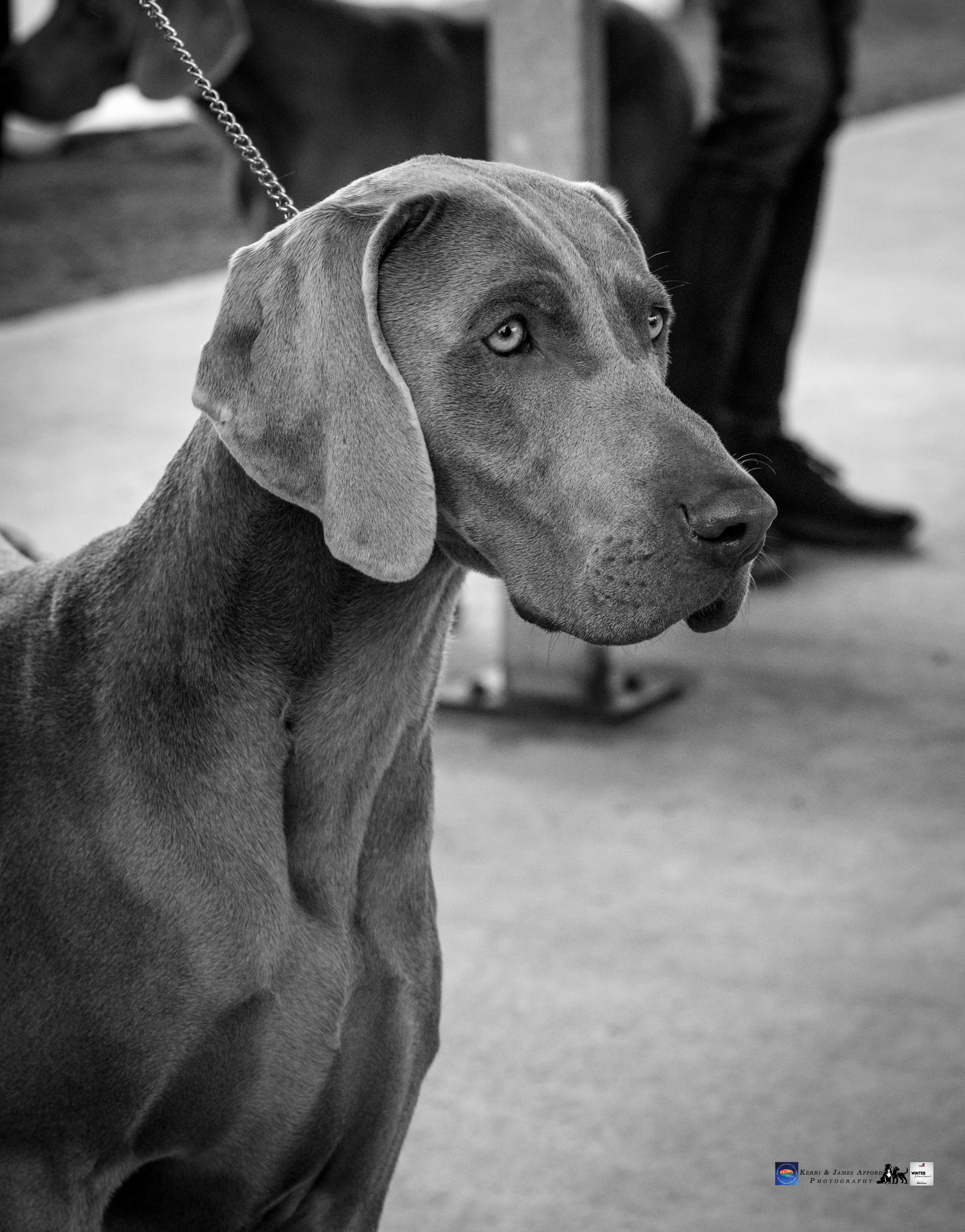 Weimaraner dog for sale by BROMHUND