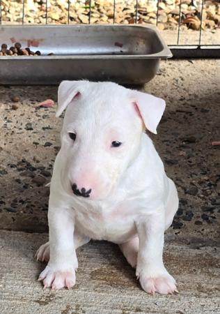 Bull Terrier for sale by BANSHEEZ