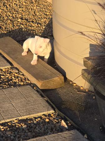 Bull Terrier for sale by BANSHEEZ
