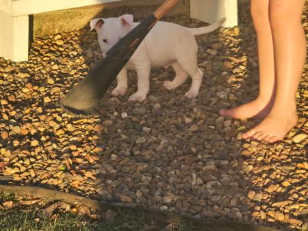 Bull Terrier for sale by BANSHEEZ