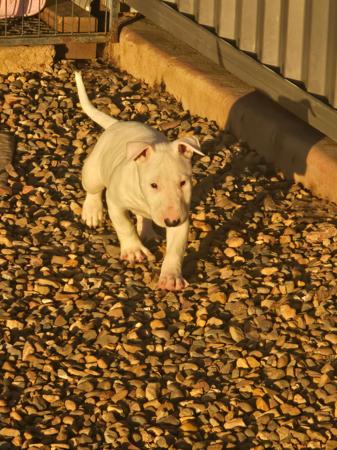 Bull Terrier for sale by BANSHEEZ