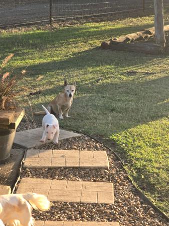 Bull Terrier for sale by BANSHEEZ