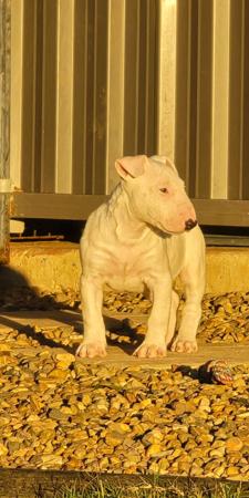 Bull Terrier for sale by BANSHEEZ