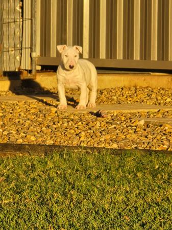 Bull Terrier for sale by BANSHEEZ