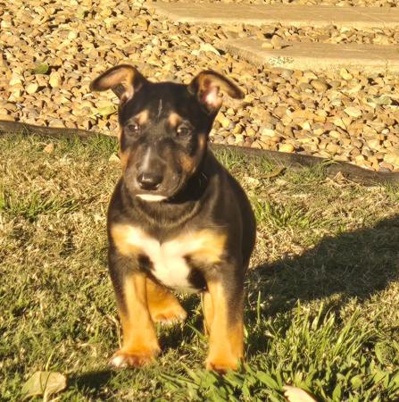 Bull Terrier puppy for sale by BANSHEEZ