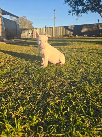 Bull Terrier puppy for sale by BANSHEEZ