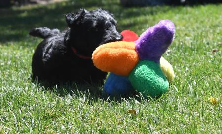 Scottish Terrier for sale by FINNEGON
