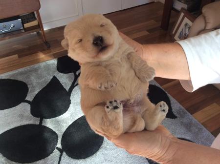 Scottish Terrier for sale by FINNEGON