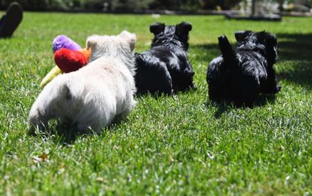 Scottish Terrier for sale by ANTHONYPETER2