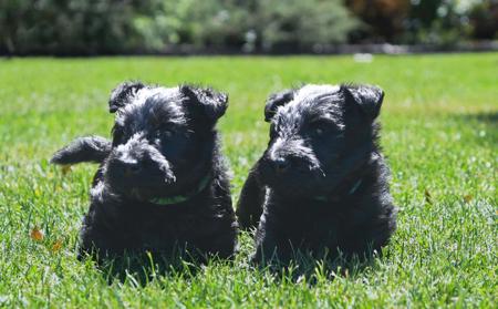 Scottish Terrier for sale by FINNEGON